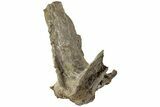 Hadrosaur (Edmontosaurus) Spinous Process - Wyoming #229735-1